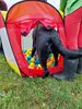Foto vom Album: Sommerferien    Kind und Hund