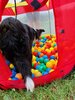 Foto vom Album: Sommerferien    Kind und Hund