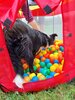 Foto vom Album: Sommerferien    Kind und Hund