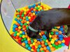 Foto vom Album: Sommerferien    Kind und Hund