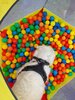 Foto vom Album: Sommerferien    Kind und Hund