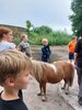 Foto vom Album: Sommerferien Hof Hasselbek