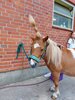 Foto vom Album: Sommerferien Hof Hasselbek
