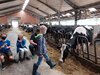 Foto vom Album: Sommerferien   Mit allen Sinnen durch den Kuhstall
