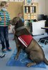 Foto vom Album: Hundebesuch in der Schule