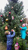 Foto vom Album: Der Weihnachtsbaum erstrahlt