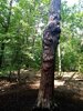 Baum mit Gesicht im Barfußpark Beelitz