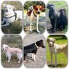 Foto vom Album: Fotos Hundesport TSV Rothaurach