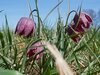 Fotoalbum Osterwanderung zu den Schachbrettblumen