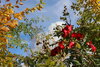 Foto vom Album: Herbstspaziergang im Rosengarten