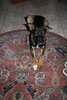 Fotoalbum Tyson