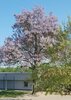 Foto vom Album: Unser Blauglockenbaum auf dem Schulhof