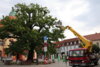 Foto vom Album: Baumschnitt an der Eiche auf dem Marktplatz