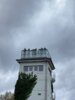 Foto vom Album: Flatterulmen pflanzen im Grenzgebiet