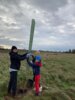 Foto vom Album: Flatterulmen pflanzen im Grenzgebiet