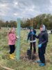 Foto vom Album: Flatterulmen pflanzen im Grenzgebiet