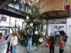 Foto vom Album: Kinder schmücken Weihnachtsbaum im Rathaus