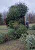 Foto vom Album: Eindrücke vom Weihnachtsbäume sammeln