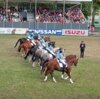 Foto vom Album: Hengstparade 2023