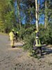 Foto vom Album: H1 Baum auf Straße