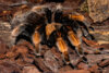 Fotoalbum: Tiere