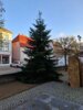 Foto vom Album: Weihnachtsbaum am Klostervorplatz