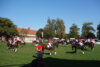 Foto vom Album: Hengstparade 2024