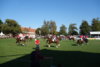 Foto vom Album: Hengstparade 2024