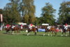 Foto vom Album: Hengstparade 2024
