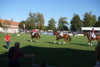 Foto vom Album: Hengstparade 2024