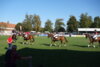 Foto vom Album: Hengstparade 2024