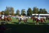 Foto vom Album: Hengstparade 2024