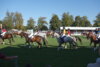 Foto vom Album: Hengstparade 2024