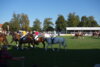 Foto vom Album: Hengstparade 2024