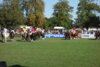 Foto vom Album: Hengstparade 2024