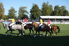 Foto vom Album: Hengstparade 2024