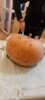 Foto vom Album: Happy Halloween 2024
