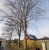 Foto vom Album: Beschädigung von Bestandsbäumen