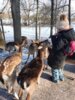 Foto vom Album: Ein Tag im Wildpark 