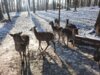 Foto vom Album: Ein Tag im Wildpark 