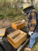 11.04.2025: heute trauen wir uns mal ohne Imker an die Bienen und setzen die Honigräume auf.