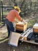 Imker Ivan öffnet eine Bienenbeute