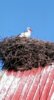 Foto vom Album: Adebar, der Klapperstorch im Visier der Zweitklässler