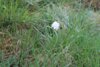 Foto vom Album: Schachbrettblumen gezählt
