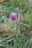 Fotoalbum: Schachbrettblumen gezählt