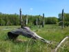 Foto vom Album: Wanderweg 51...