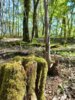 Foto vom Album: Wanderweg 51...