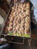 Foto vom Album: Vatertagfischen 2025