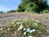 Foto vom Album: Rundwanderweg 52