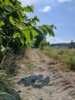 Der invasive Sachalin-Staudenkn&ouml;terich